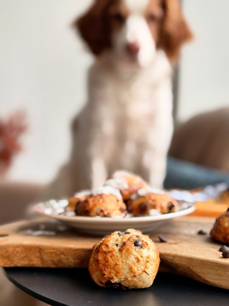 dog wanting to eat Chocolate Chip Coconut Donut Holes